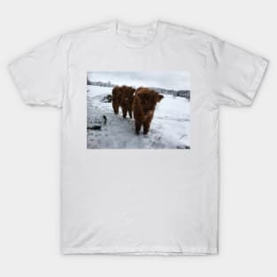 Scottish Highland Cattle Calves 1643 T-Shirt